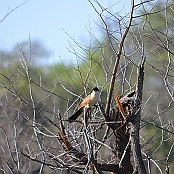 "Burchell´s Coucal" Kruger National Park, South Africa